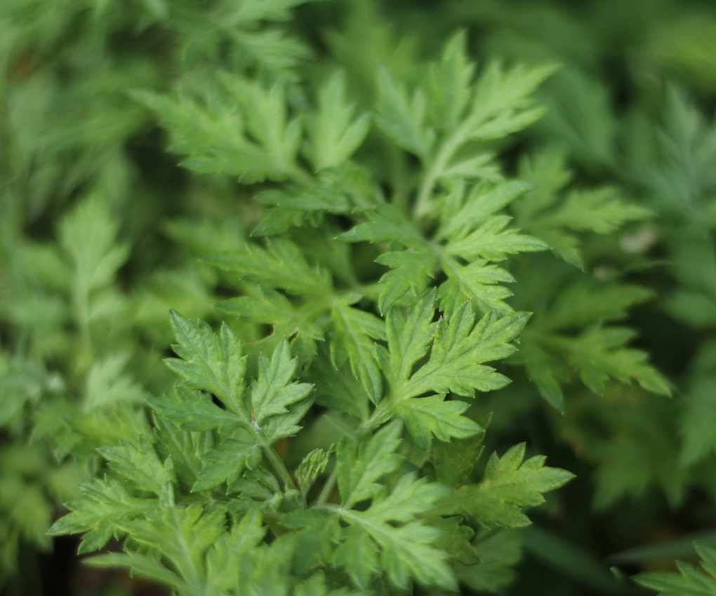 Wormwood