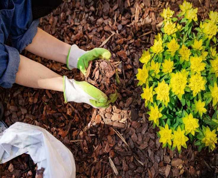 Avoid This Common Mistake When Mulching Around Trees