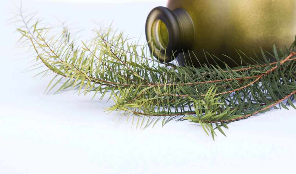 Using Tea Tree Oil for Cleaning: 7 Effective Methods to Try