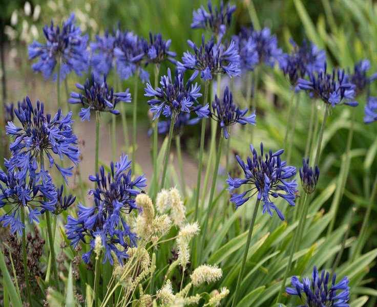 6 Drought-Resistant Summer Bulbs to Plant in April for Lasting Color