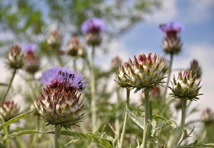 Transform Your Garden with These 9 Dramatic Giant Plants