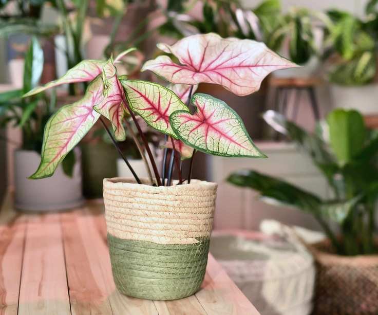 Potted 'Caladium White Queen' plant with white leaves and pink veins in basket on wooden table