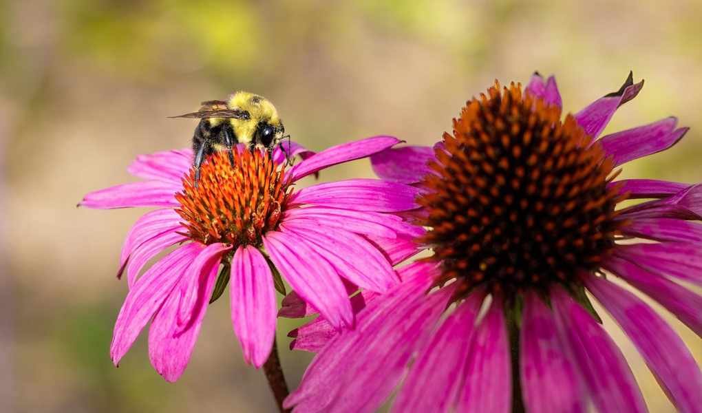 10 Fall Plants That Attract Pollinators to Your Garden
