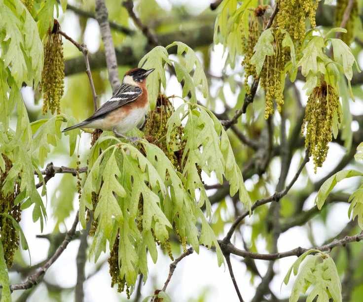 White Oak Warbler