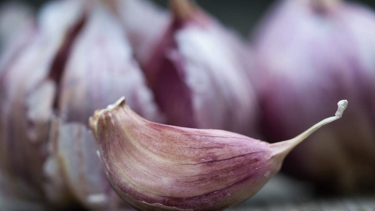 Choosing Between Hardneck and Softneck Garlic for Your Garden