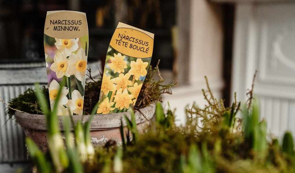 Create a Lively Table Centerpiece to Celebrate Spring in Your Home