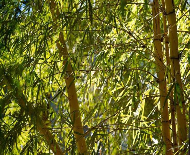 Mastering Bamboo Cutting for a Pristine Garden Look