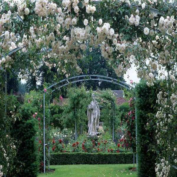 Top Fast-Growing Plants for a Vibrant Garden Transformation