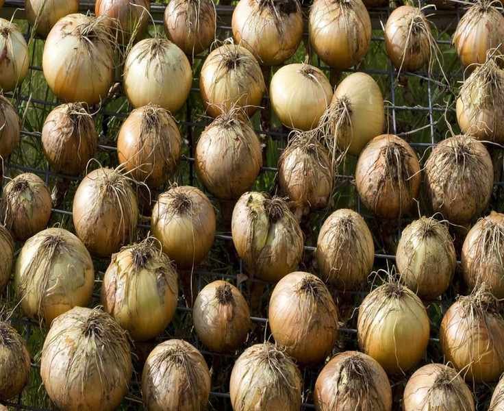 Common Onion Growing Issues: 8 Problems and Solutions You Need