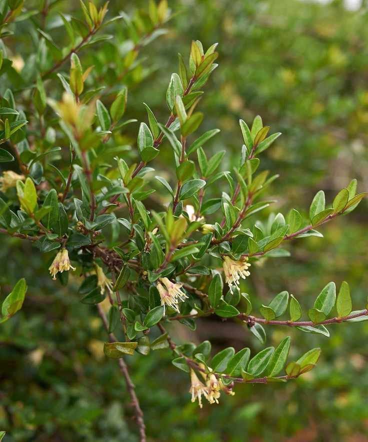 lonicera nitida shrubby honeysuckle in flower
