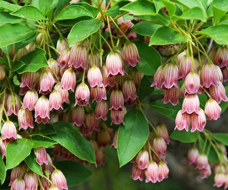 close up of Ekianthus campanulatus
