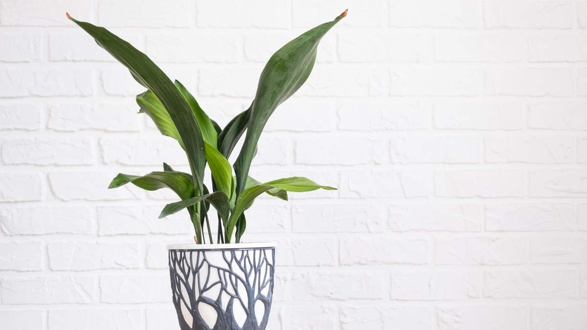Aspidistra Care: 5 Essential Tips for Thriving Houseplants