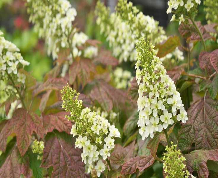 Why Oakleaf Hydrangeas Are the Perfect Choice for Hot Summers
