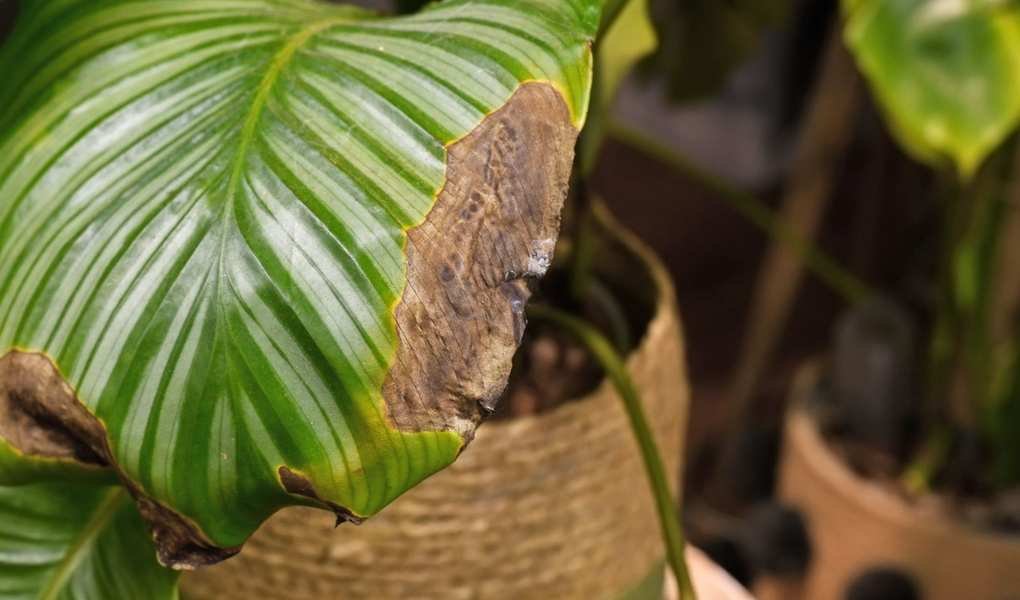 Avoid These Common Calathea Mistakes to Keep Your Plant Thriving