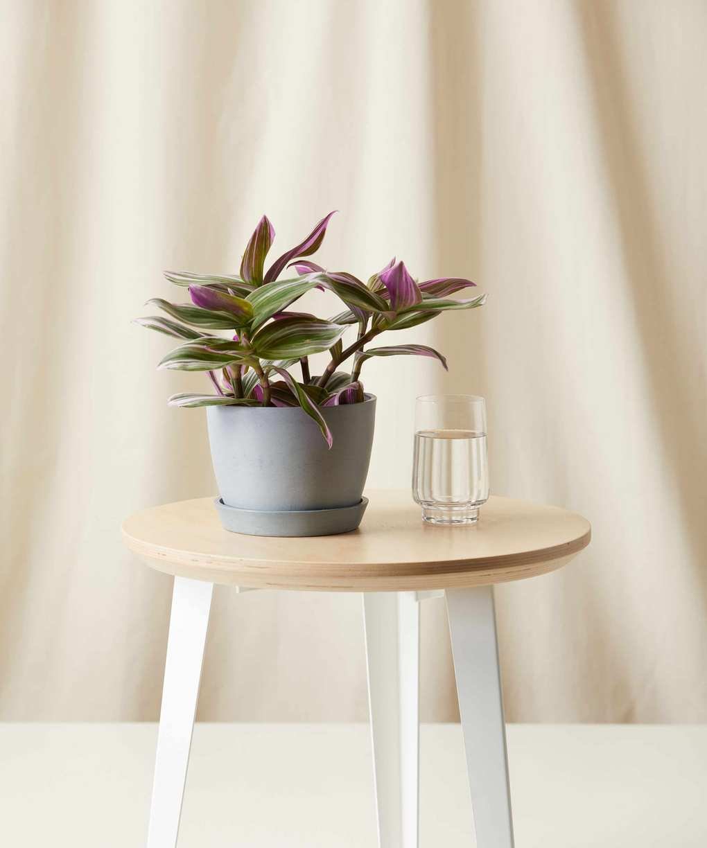 tradescantia zebrina as a house plant