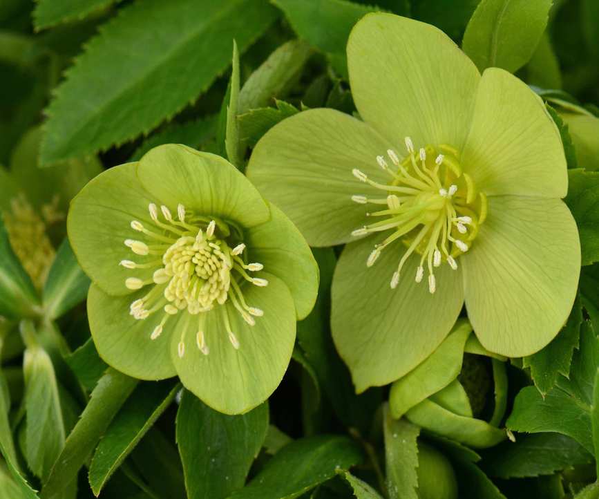 Hellebore odorus