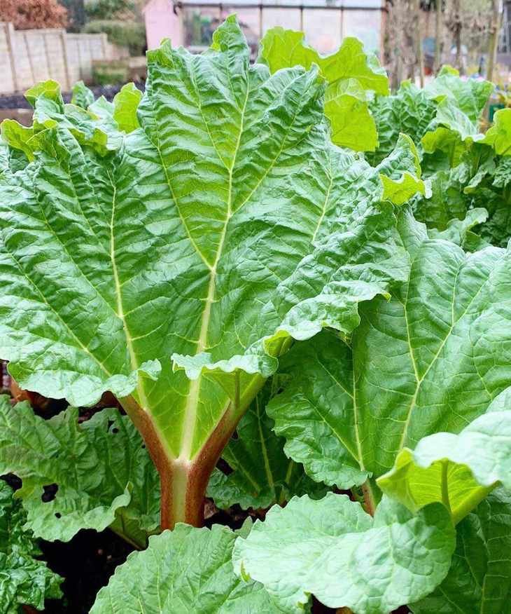 rhubarb leaves in a vegetable garden