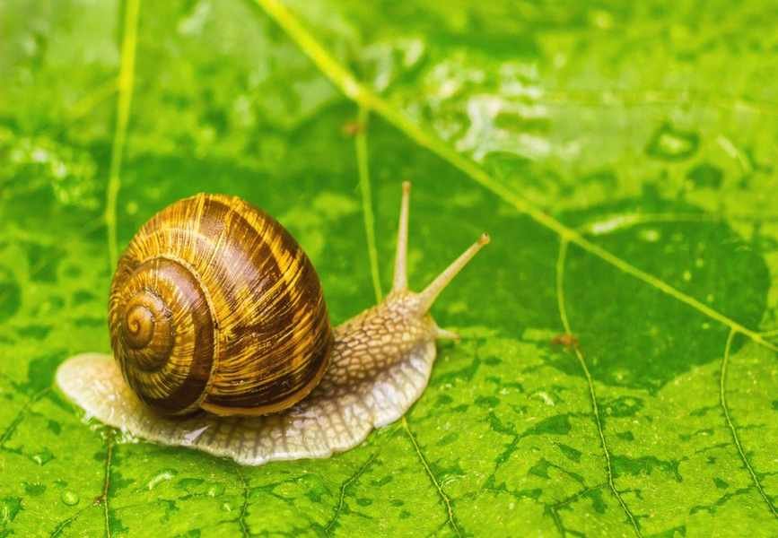 Cucumbers: Your Secret Weapon Against Slugs and Snails in the Garden