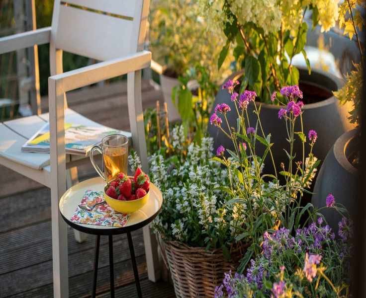 Deadheading Verbena: Tips for a Flourishing Summer Bloom