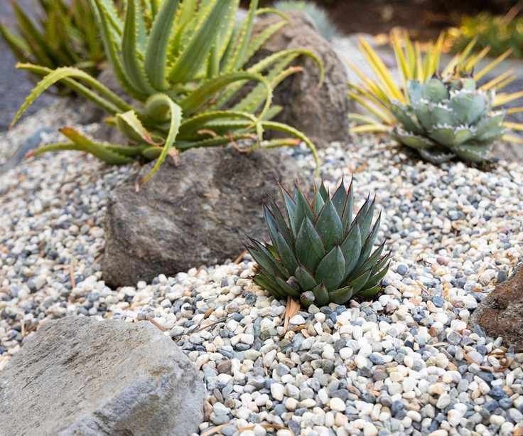 Agave 'Blue Glow' in a succulent garden
