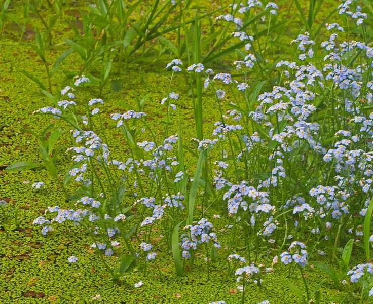 water forget me nots and duckweed on a pond