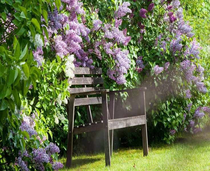 What to plant in October – the best flowers and vegetables to grow this month