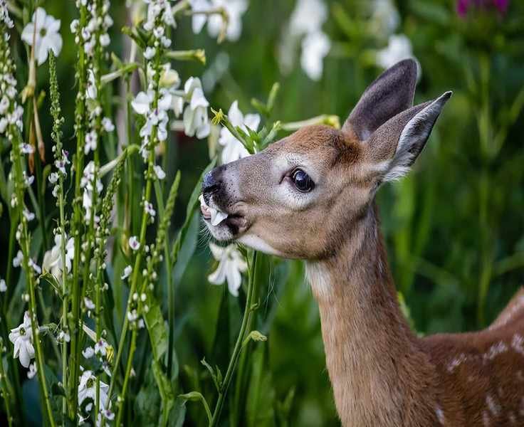 Effective Strategies to Deter Deer from Your Garden Plants