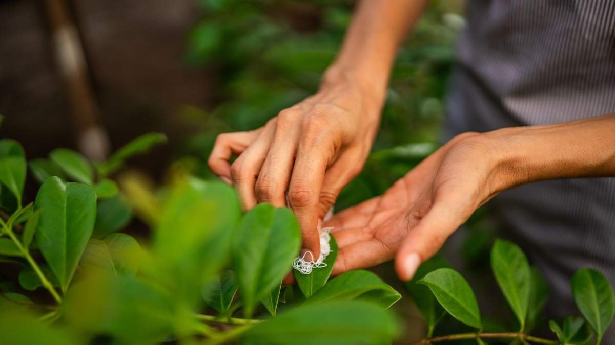 Natural Remedies for White Mold on Plants: 5 Effective Solutions