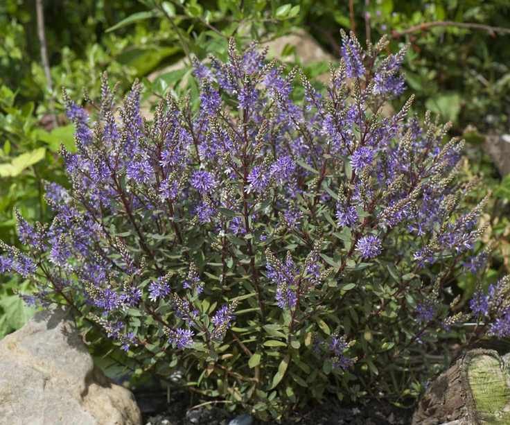 purple flowers of a hebe 'Caledonia' shrub