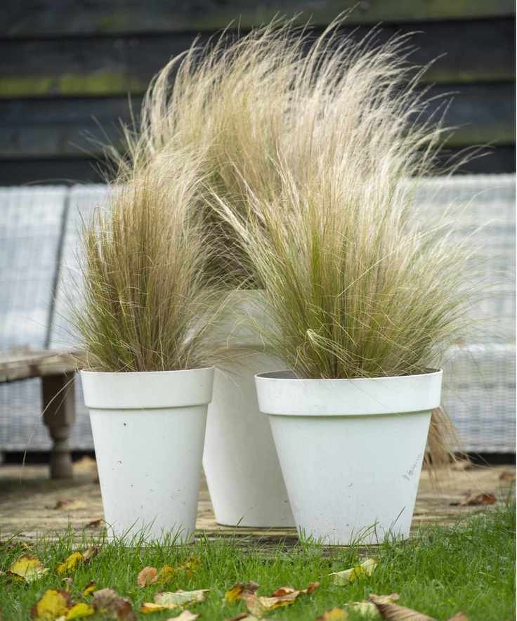Ornamental grasses in pots