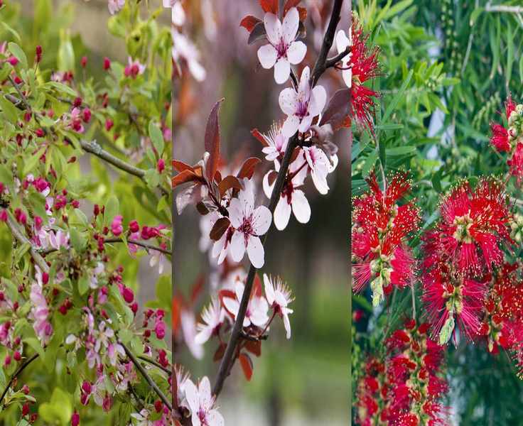 Top 10 Fast-Growing Flowering Trees for Stunning Backyards
