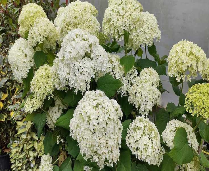 Pruning Annabelle Hydrangeas: Timing and Techniques for Stunning Blooms