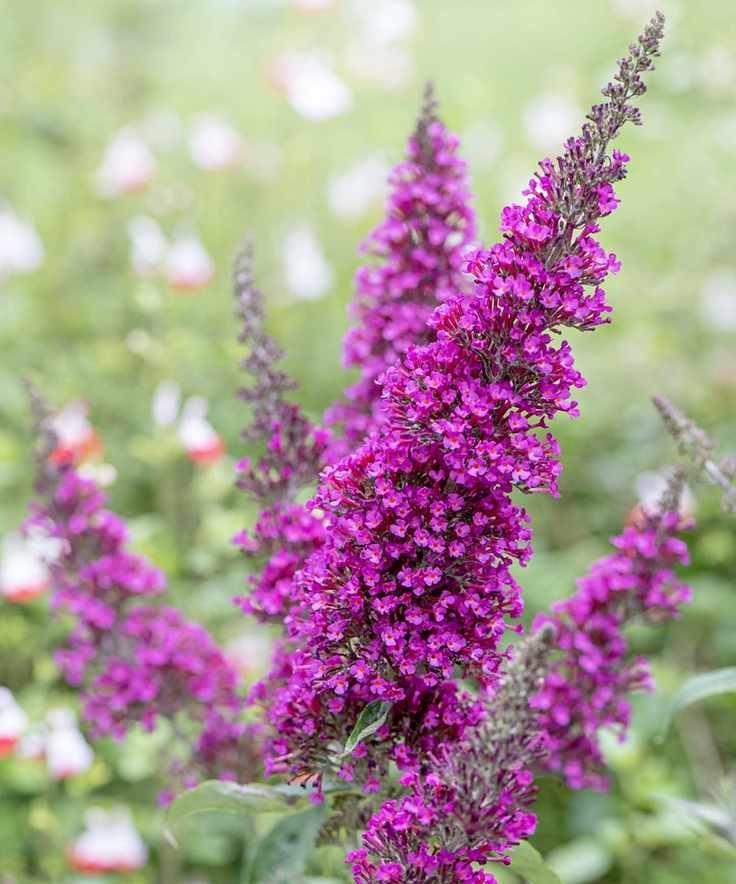 Butterfly bush in bloom