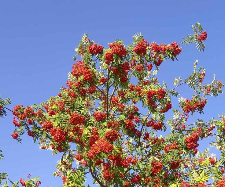 Rowan tree with green leaves and berries in the summer