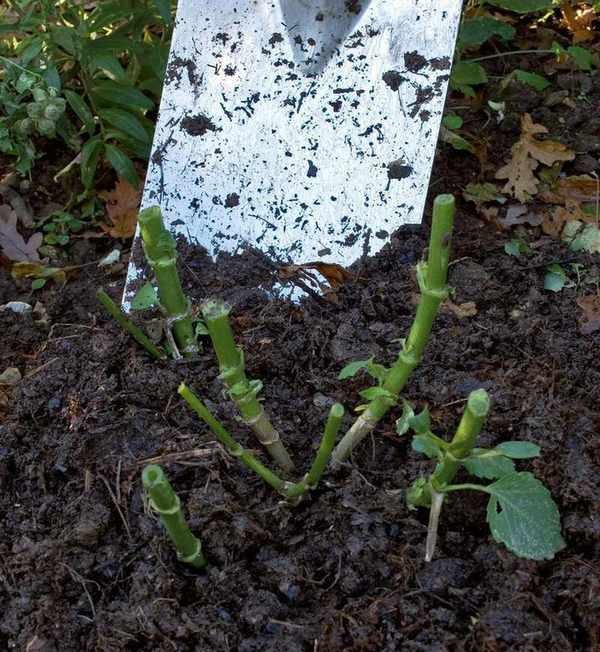 mulching dahlias