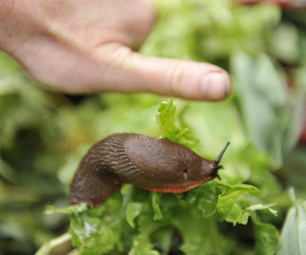 Slug being removed from a lettuce plant
