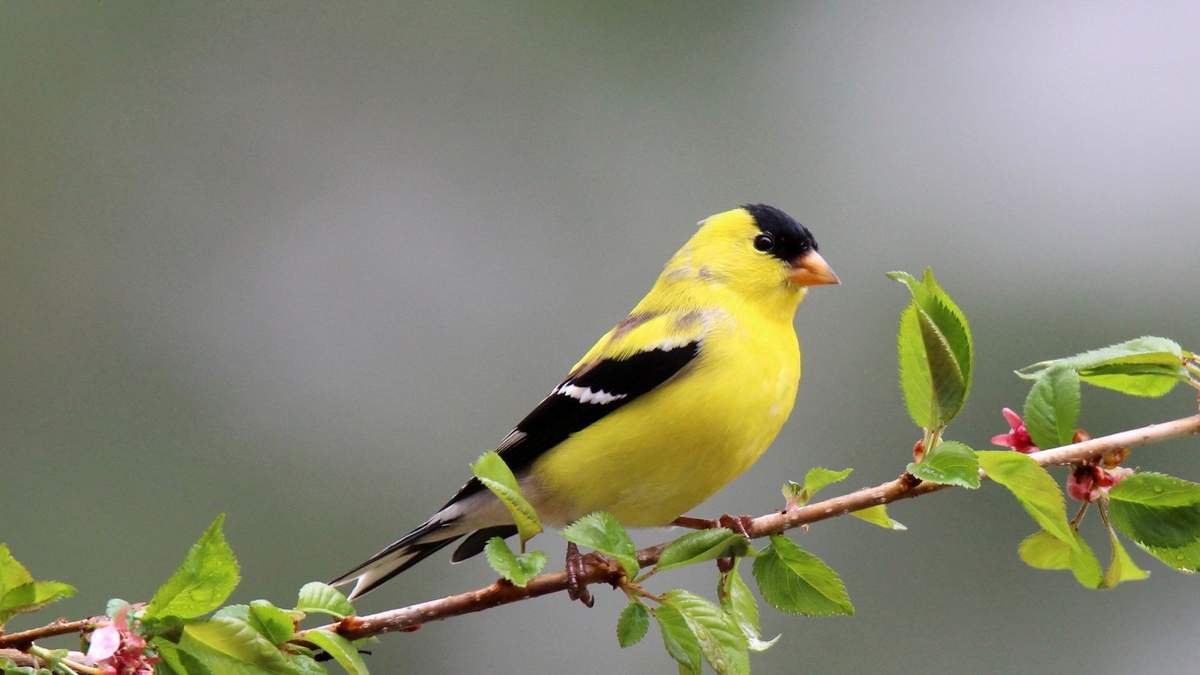 Creative Bird Feeder Alternatives to Keep Birds Safe During Avian Flu
