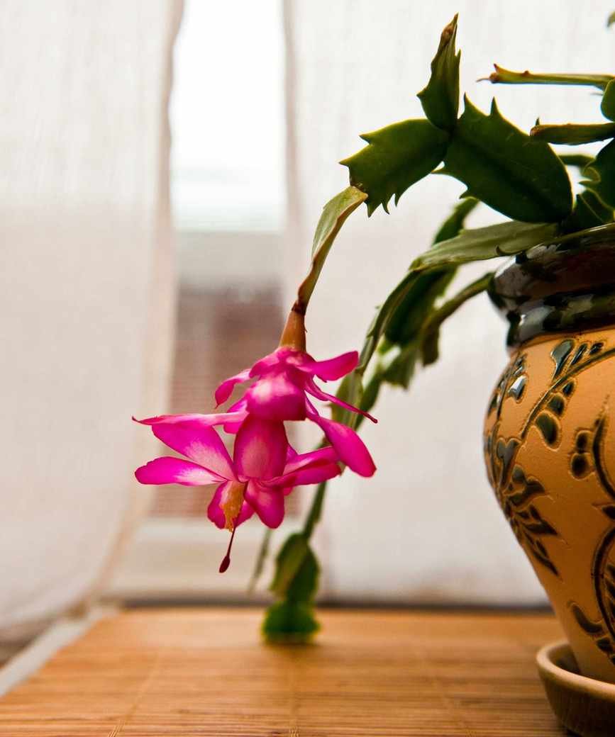 Christmas cactus