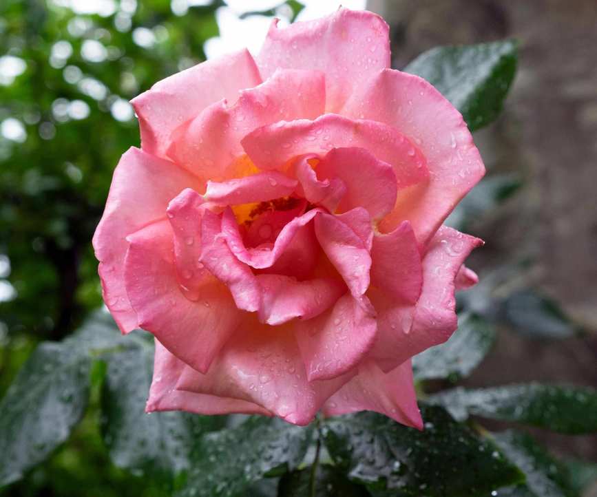 Rosa 'Compassion' with striking pink flowers against a garden wall