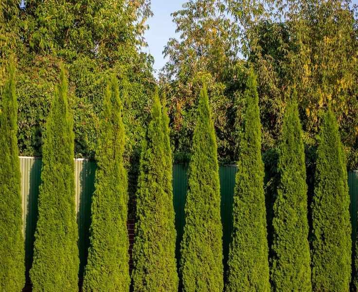 Growing Arborvitae: Your Guide to This Popular Evergreen Hedge