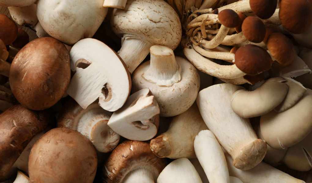 Growing Mushrooms: Indoor and Outdoor Tips for Beginners