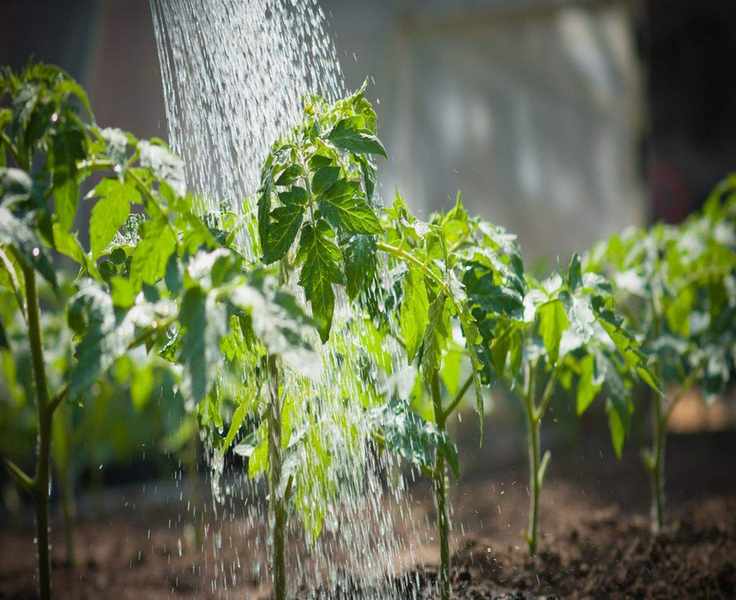 Mastering Your Vegetable Garden Watering Schedule for Healthy Growth