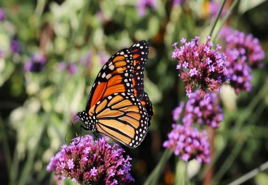 Join the Journey: Help Support Monarch Butterfly Migration