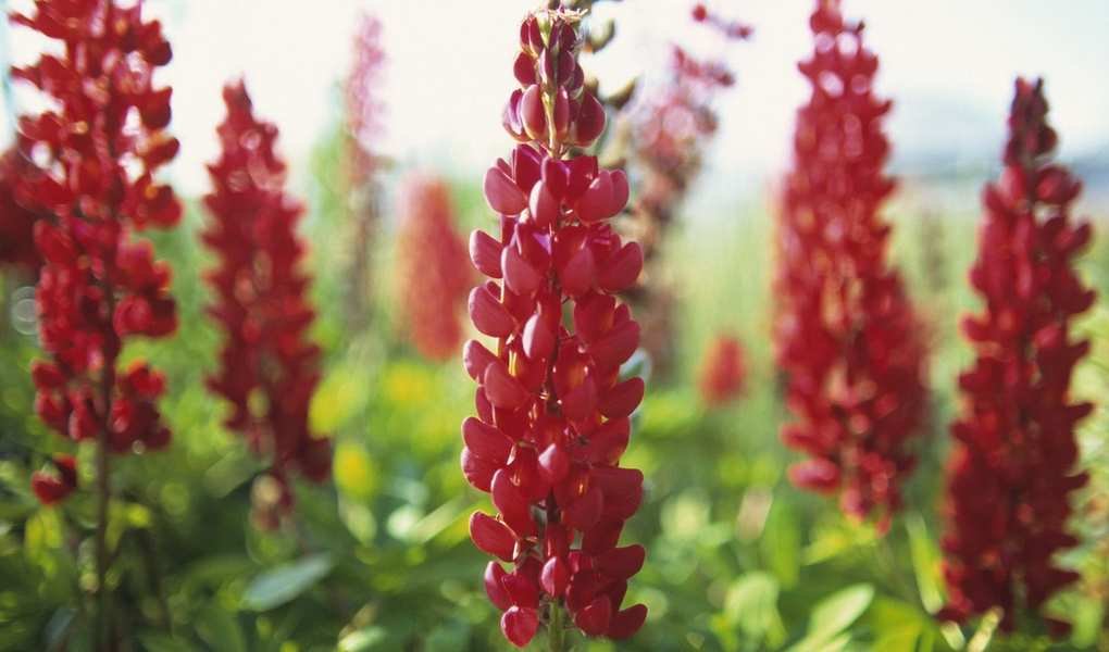 Propagate Lupines: Simple Tips for Growing New Plants