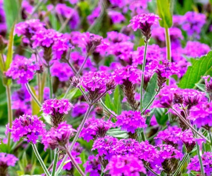 butterfly garden Verbena rigida AGM in summer display