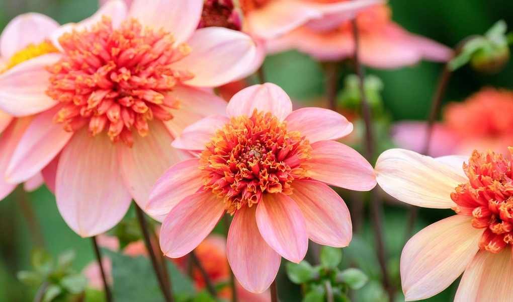 Top Fall Container Plants: 16 Stunning Options for Seasonal Displays