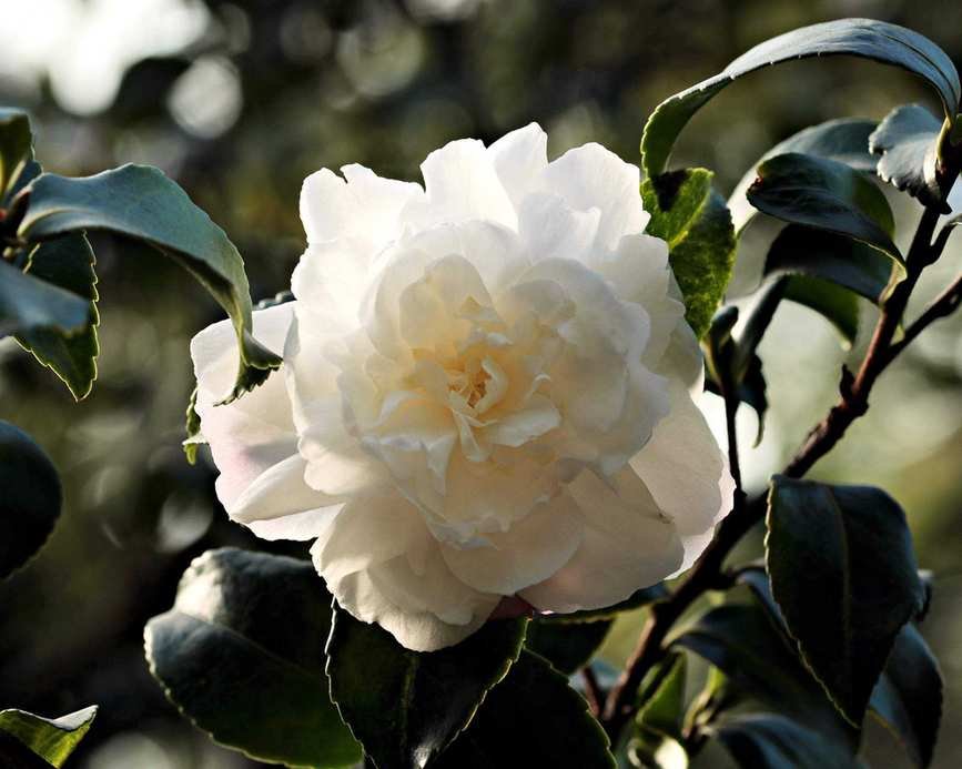 Prettiest evergreen plants Camellia