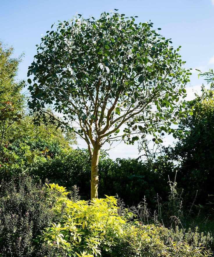 A specimen Eucalyptus gunnii shaped to contain it as a smaller tree