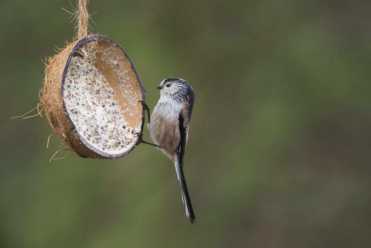Long-tailed tit on coconut feeder
