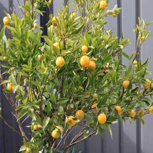A small orange tree growing in a container